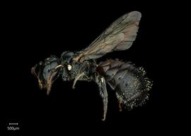   Ceratina braunsi  male lateral habitus, photo: Joshua Hengel 
